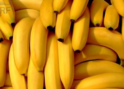 carvendish tropical bananas