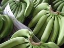 cavendish banana