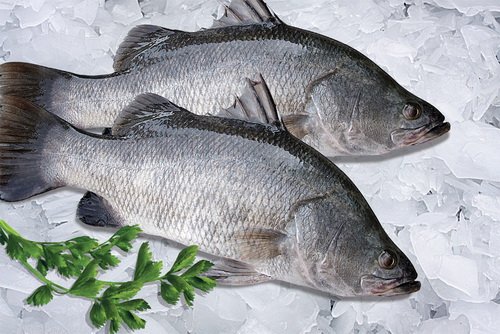 BARAMUNDI fish