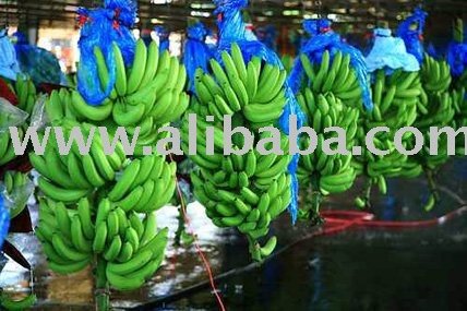 Fresh Premium Banana