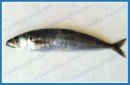 FROZEN WHOLE CLEANNED ROUND SCAD