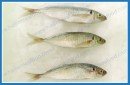 FROZEN WHOLE CLEANNED YELLOWTAIL ROUND SCAD