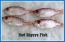 FROZEN RED BIG EYE WHOLE ROUND fish
