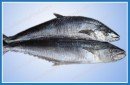 Frozen Spanished Mackerel Whole Round