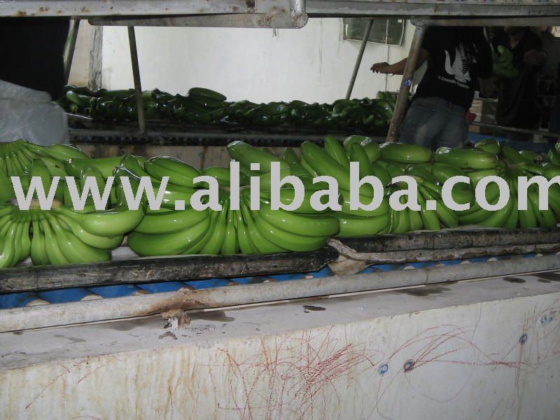 Premium Quality Cavendish Bananas