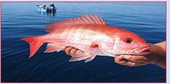  Fin   Fish 
