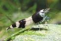 Live Ornamental Freshwater Shrimp