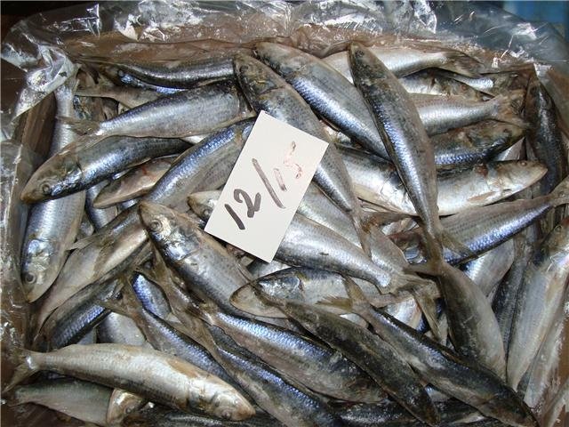 Frozen Sardine,Pakistan RBB price supplier - 21food