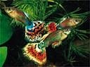 Live Ornamental Fish