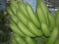 fresh  Philippine   Cavendish   Banana s