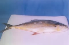 Queen Fish