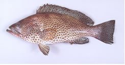 GROUPERS fish