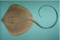 Ray  fish