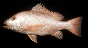 Red snapper  fish