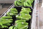 fresh cavendish bananas