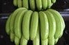 expoxt quality cavendish bananas