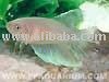  Betta   fish 