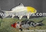 koi fish