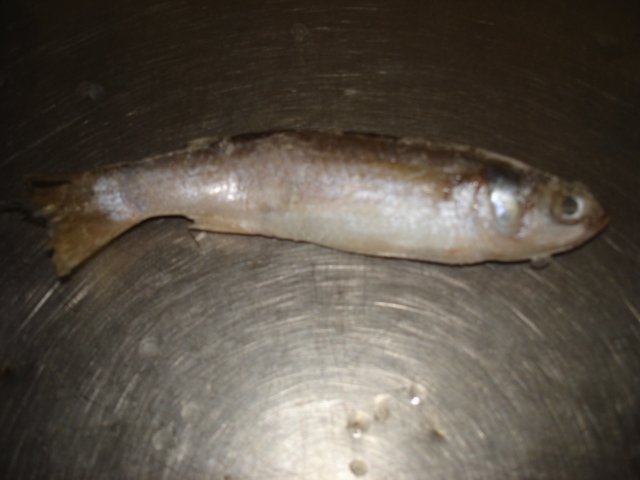Grey Mullet