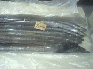 EAL FISH (WHOLE ROUND)