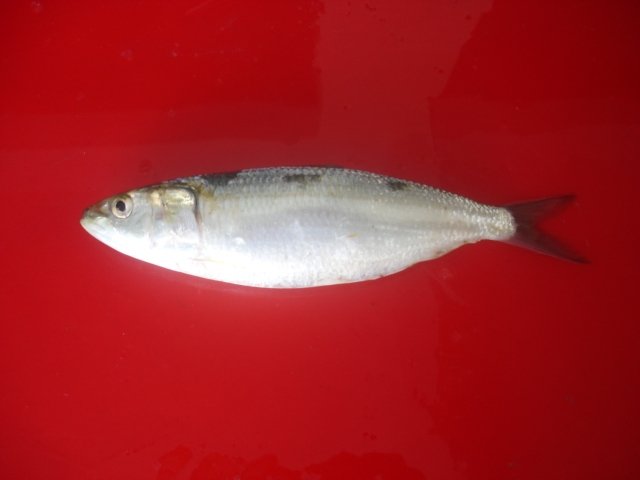 Sardine
