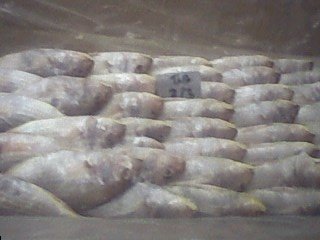 JAPNESE THRED FIN BREAM