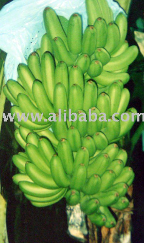 Naturally grown sweet Philippine  banana 