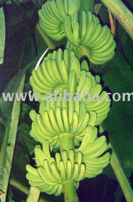 Philippine sweet banana