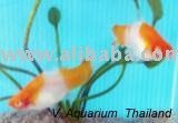 swordtails fish