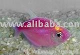 tetrsa  fish 