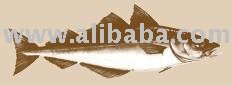 Saithe ( Pollachius   Virens  Linnaeus) fish