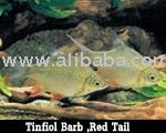 Barb fish, Red Tail Size 4