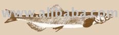 Capelin (Mallotus Villosus) fish