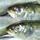 Frozen  HGT   Sardines 