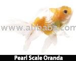 Mix Oranda (Growth head)