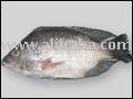 Sea Tilapia