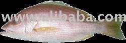 Yellow  Striped  Snapper Fish