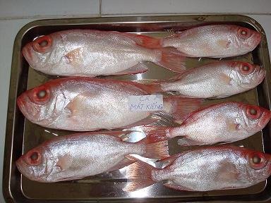 Red Bigeye
