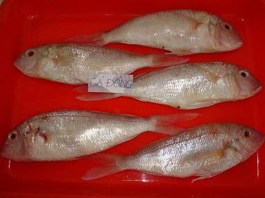 Golden Threadfin Bream