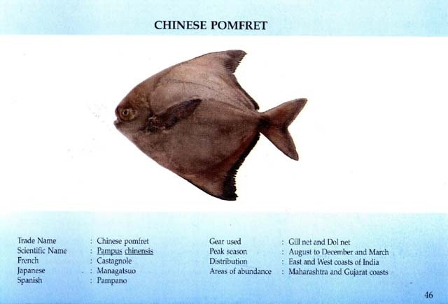 CHINESE POMFRET