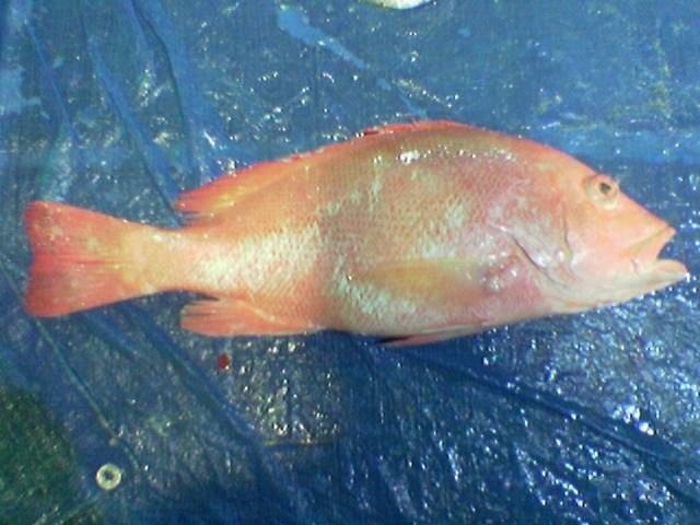RED SNAPPER