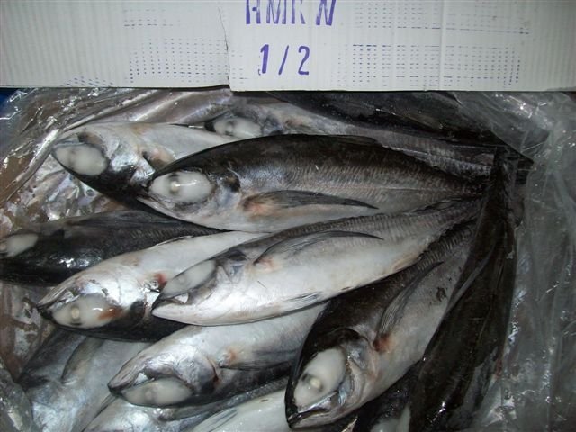 Horse Mackerel