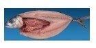  norway   mackerel s