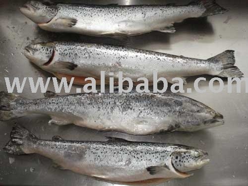 salmon