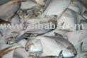 Iranian Shrimp , Tiger Shrimp amd Red Snapper Silver pomfret fish for Export