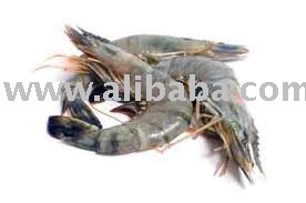 New Stock  Tiger Shrimps *  Lobster * Tuna * Sea Bream for sale