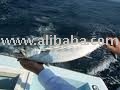 Frozen Belt Fish , Bonito and Fresh Mackerel for Export