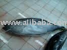Fresh   Frozen Tuna ,Salmon Fish , Skip Jack  and Cuttle  FishFor Export