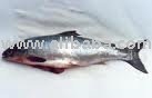 Sea Bream , malin  Fish  , Salmon  fish  for  Export 