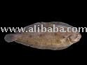 New Stock  Fresh and Frozen  sole and Red snapper for Export